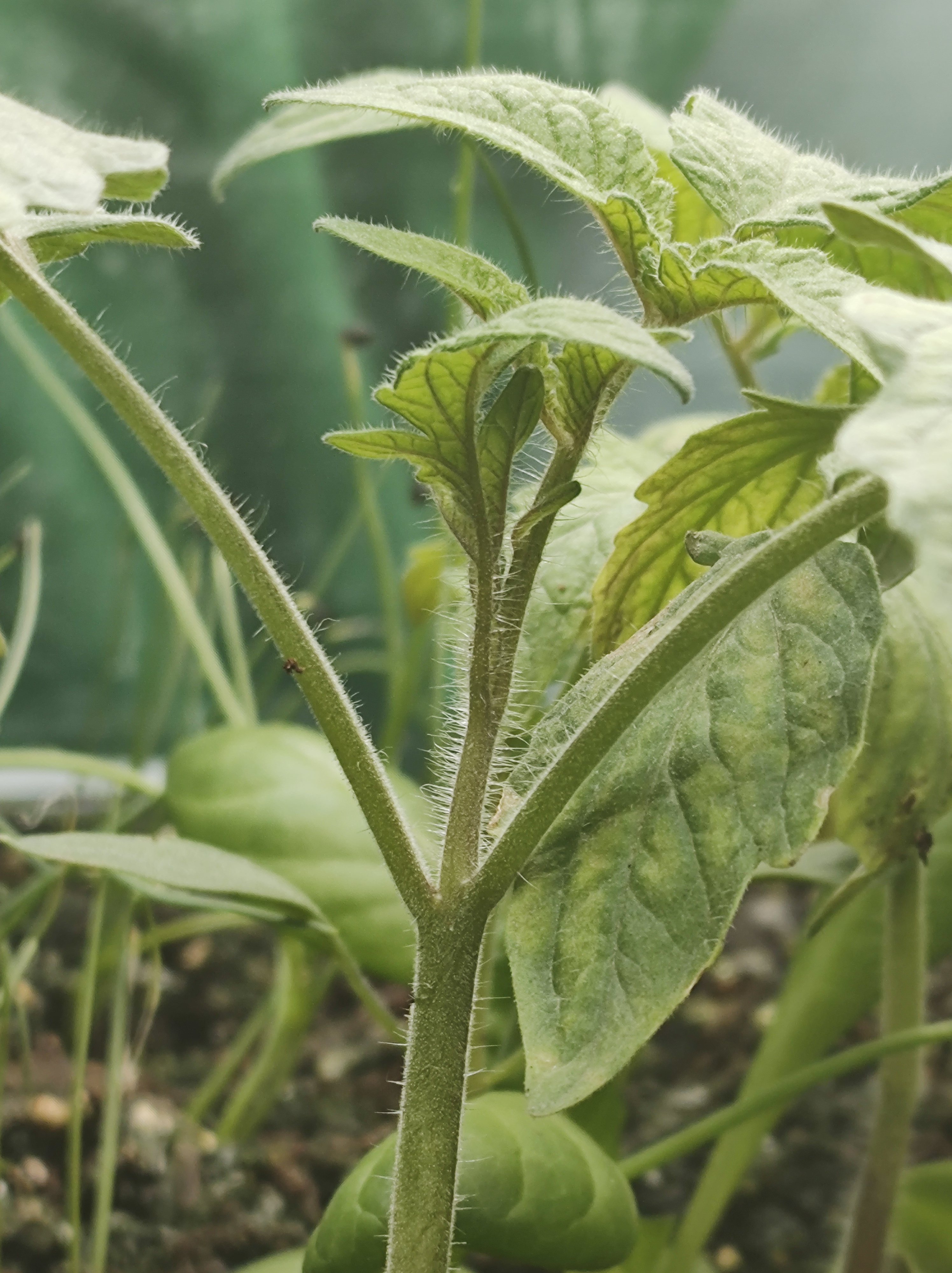 Planting Your Spring Seedlings!