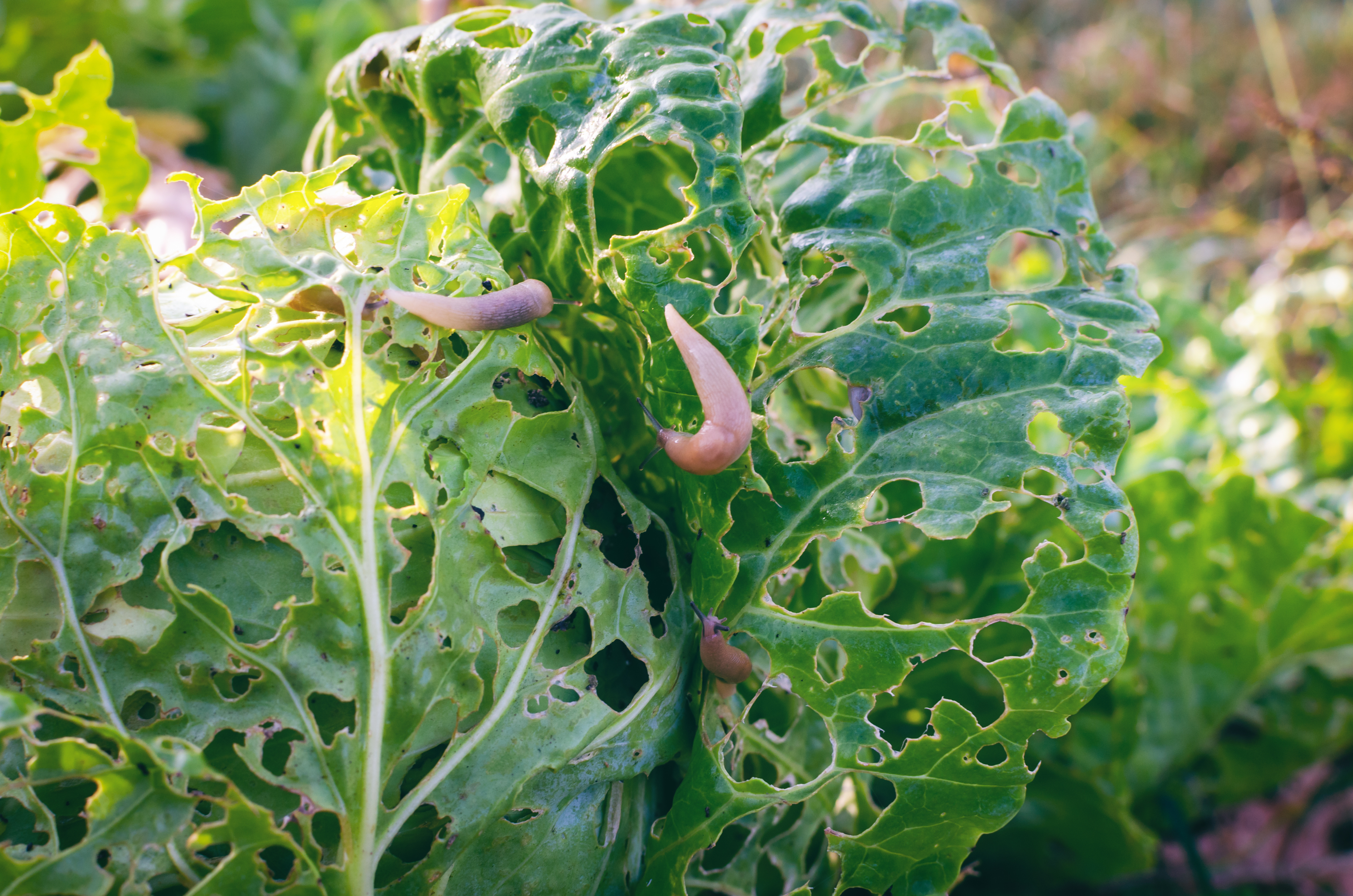 Evict the pests: protect the rest