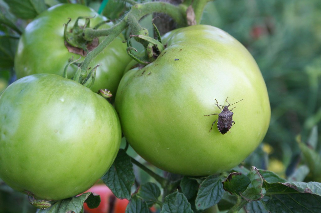 Brown-bagging in the&nbsp;garden