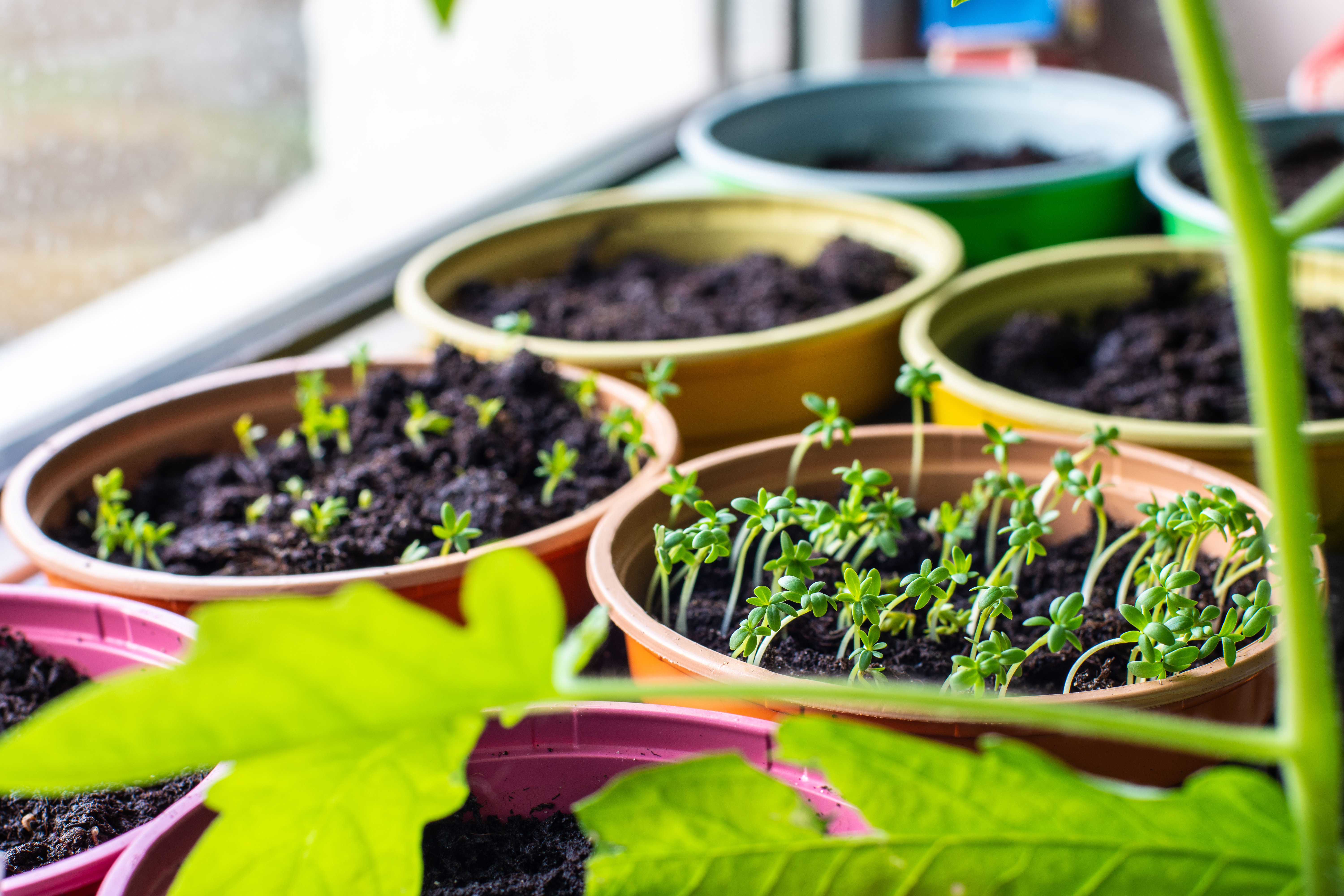 Setting up a Garden Indoors