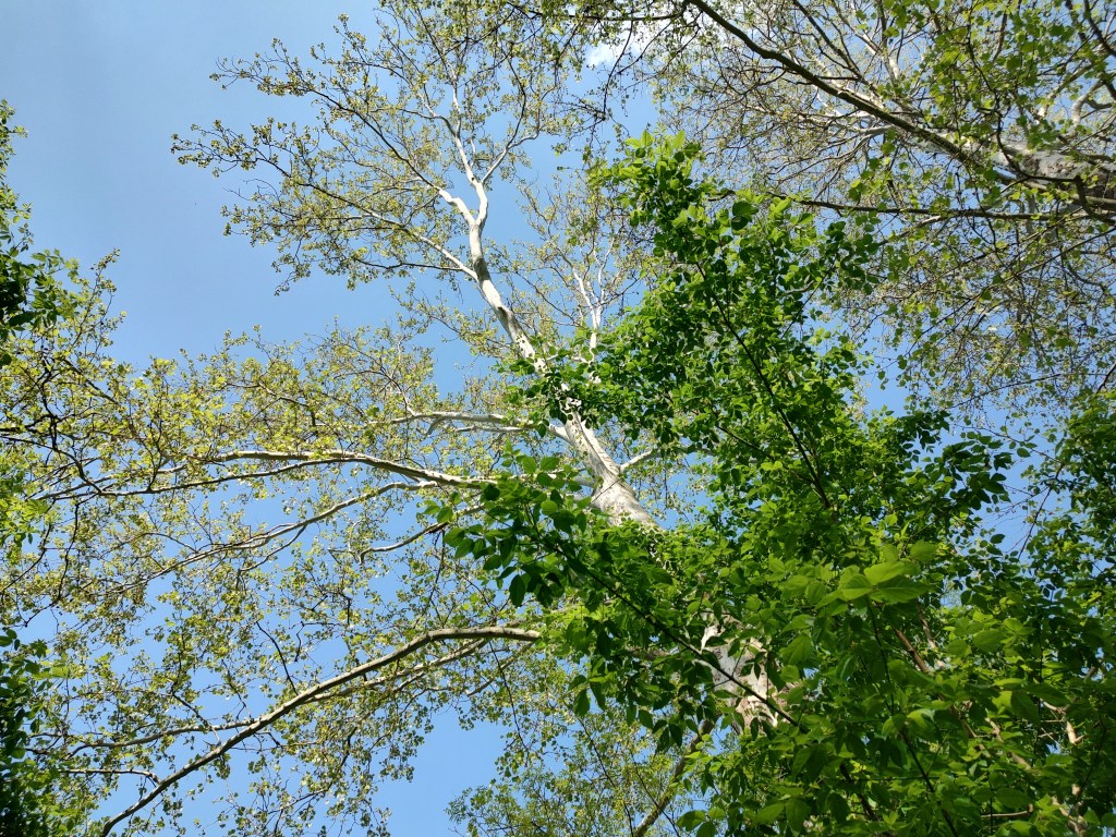 Stop. Listen. Look&nbsp;up.