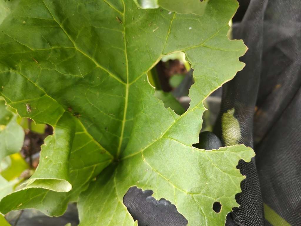 Battling an unknown&nbsp;beast