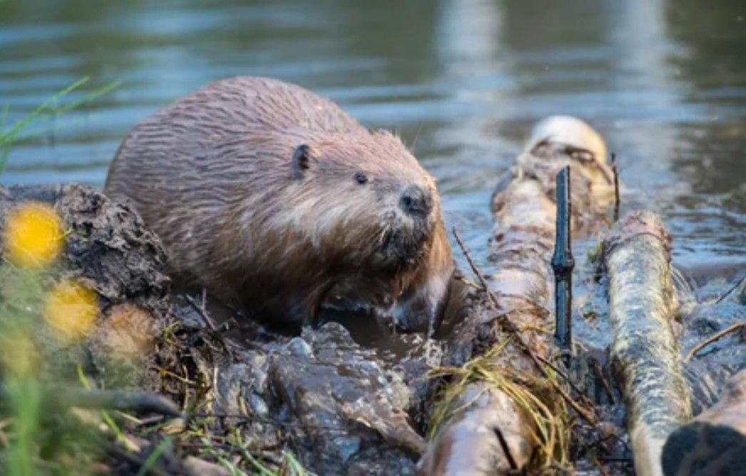Build it like a beaver