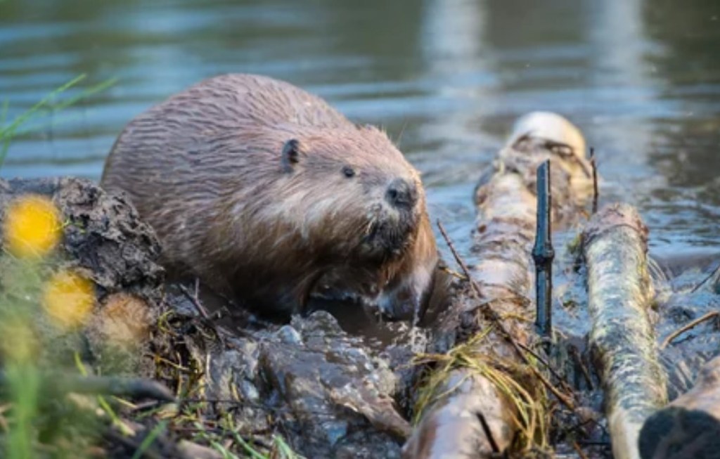 Build it like a&nbsp;beaver