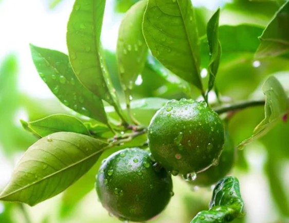 Fruit tree trials (and&nbsp;tribulations)