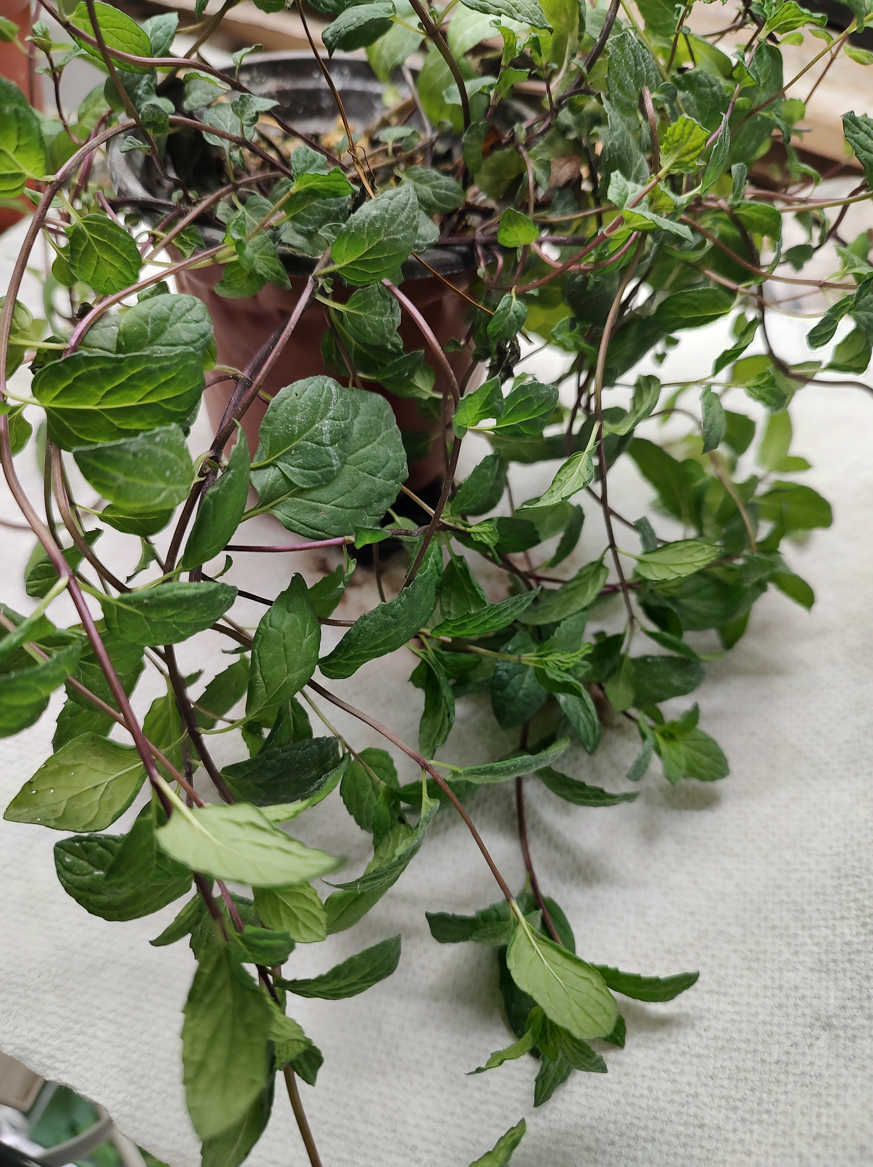 A handful of mint