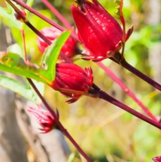 More look-alike plants: Mallows