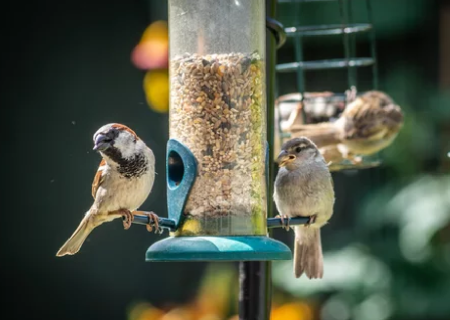Feed the Birds SAFER this&nbsp;Winter