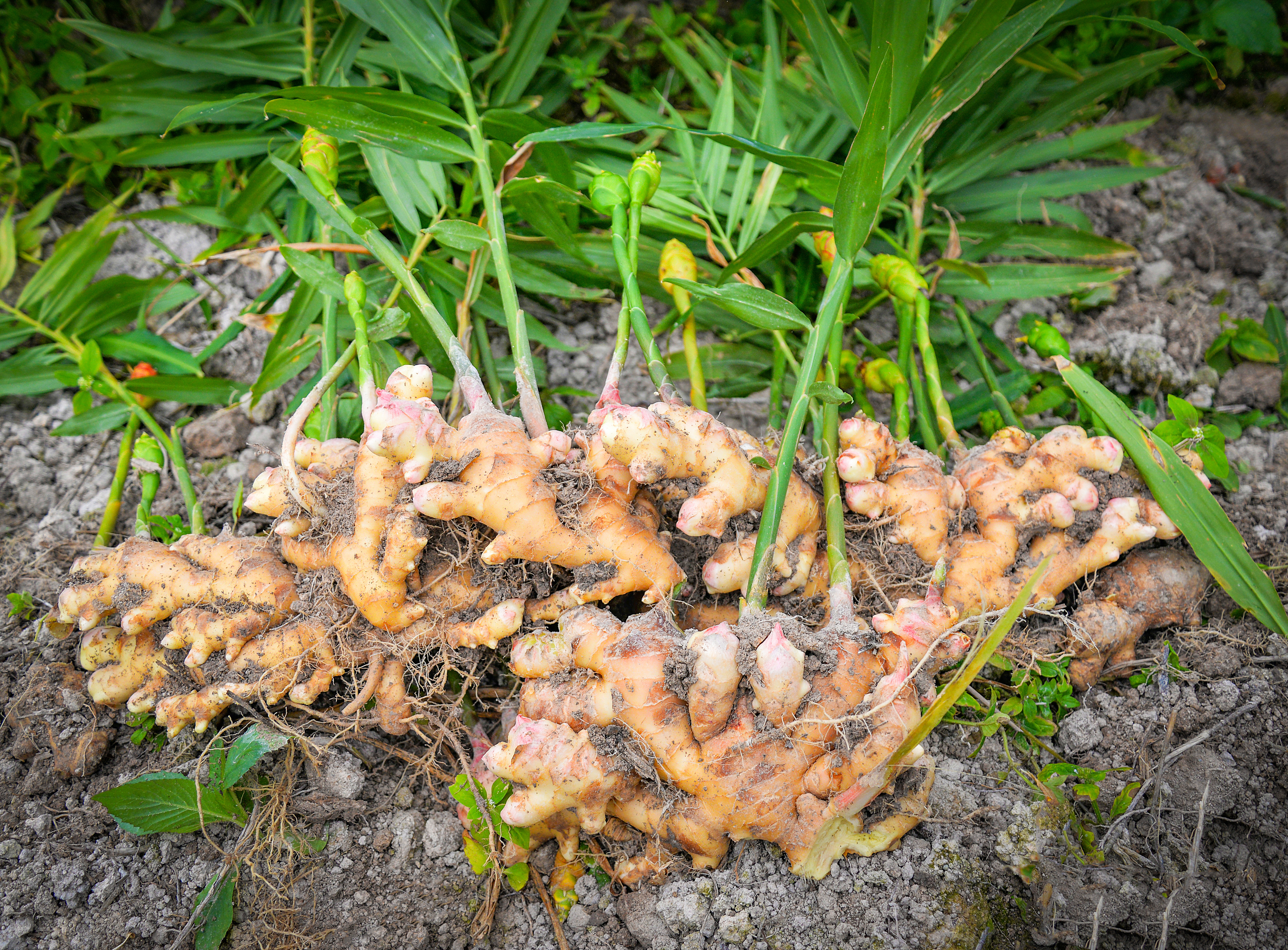 Growing Ginger