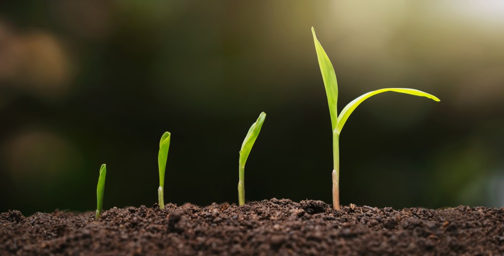 plant seedling growing